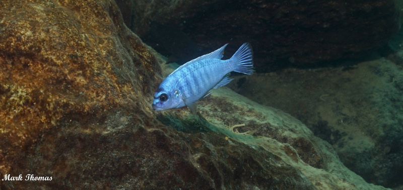 Labidochromis gigas 'Mitande Reef (Rocks)'